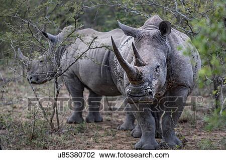 Stock Image - Endangered White Rhino and calf, Hluhluwe-Imfolozi Park, South Africa. Fotosearch