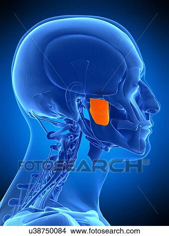Facial muscle, illustration View Large Photo Image Picture - Facial muscle, illustration. Fotosearch