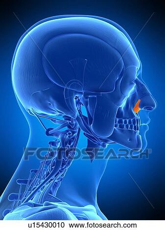 Facial muscle, illustration View Large Photo Image Stock Image - Facial muscle, illustration. Fotosearch