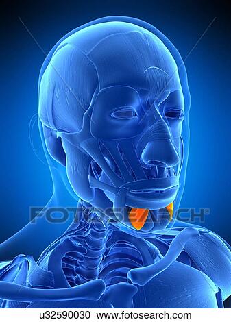 Facial muscle, illustration View Large Photo Image Stock Image - Facial muscle, illustration. Fotosearch
