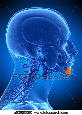 Stock Image - Facial muscle, illustration. Fotosearch