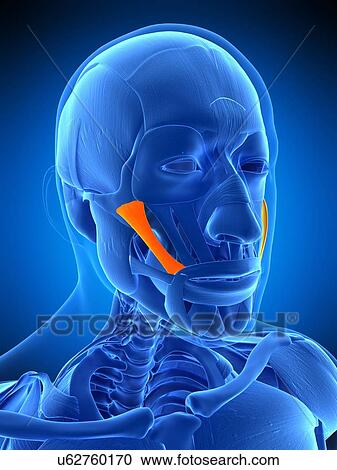 Facial muscle, illustration View Large Photo Image Stock Image - Facial muscle, illustration. Fotosearch