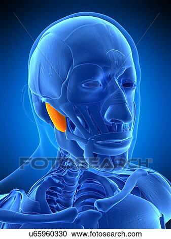Stock Image - Facial muscle, illustration. Fotosearch
