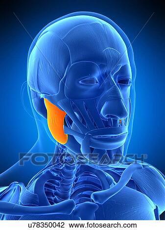Stock Image - Facial muscle, illustration. Fotosearch