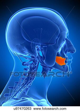 Facial muscle, illustration View Large Photo Image Stock Image - Facial muscle, illustration. Fotosearch