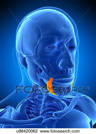 Stock Image - Facial muscle, illustration. Fotosearch