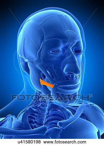 Stock Photo - Facial muscle, illustration. Fotosearch