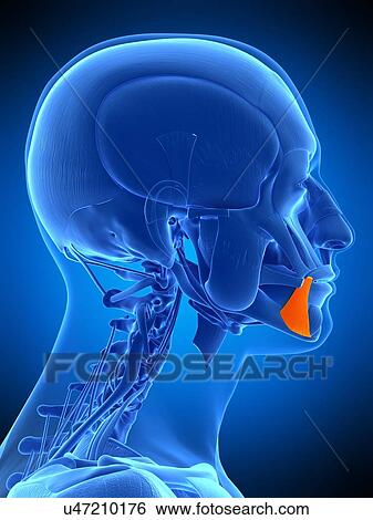 Facial muscle, illustration View Large Photo Image Stock Photograph - Facial muscle, illustration. Fotosearch