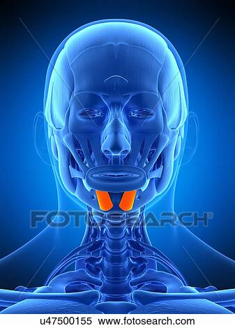 Facial muscle, illustration View Large Photo Image Stock Photography - Facial muscle, illustration. Fotosearch