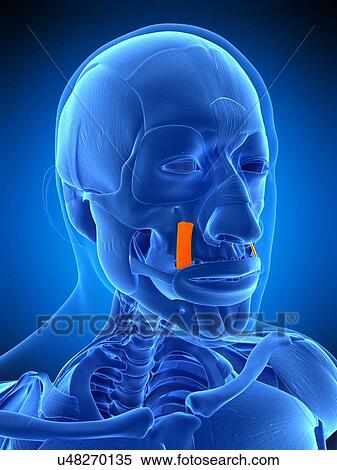 Stock Photography - Facial muscle, illustration. Fotosearch