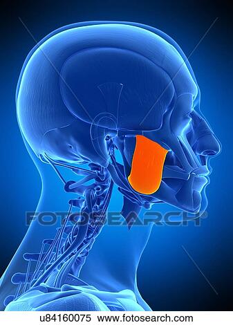 Stock Photography - Facial muscle, illustration. Fotosearch