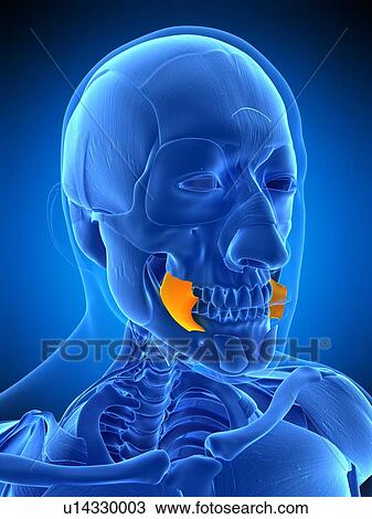 Stock Image - Facial muscles, illustration. Fotosearch
