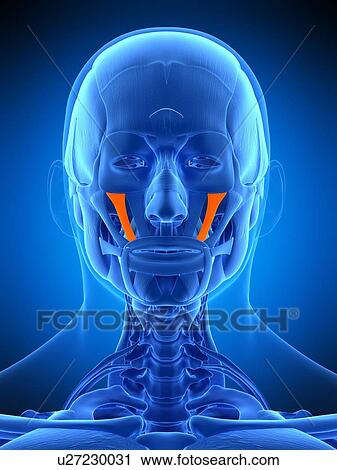 Facial muscles, illustration View Large Photo Image Stock Image - Facial muscles, illustration. Fotosearch