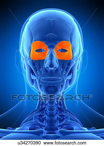 Facial muscles, illustration View Large Photo Image Stock Image - Facial muscles, illustration. Fotosearch