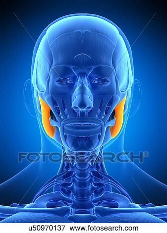 Stock Photo - Facial muscles, illustration. Fotosearch
