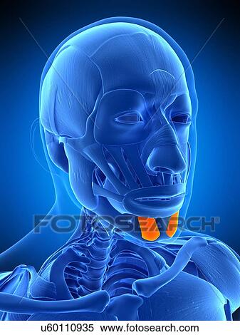 Facial muscles, illustration View Large Photo Image Stock Photography - Facial muscles, illustration. Fotosearch
