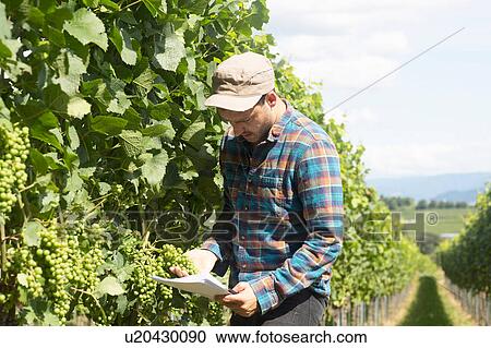 Stock Image - Farmer by plant crops looking at paperwork. Fotosearch