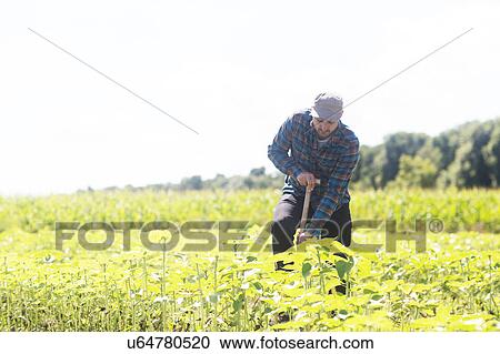 Stock Image - Farmer digging plant crops. Fotosearch