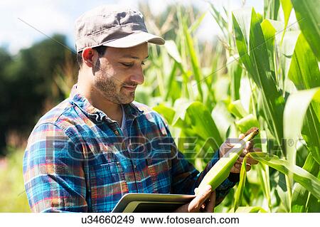 Stock Photo - Farmer in corn field quality checking corn plants. Fotosearch