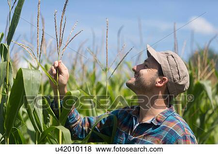 Stock Photo - Farmer in corn field quality checking corn plants. Fotosearch