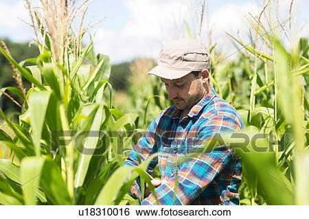 Stock Photograph - Farmer in corn field quality checking corn plants. Fotosearch