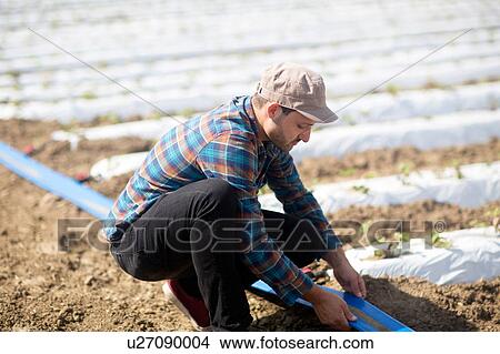 Picture - Farmer in field tending to seedlings. Fotosearch