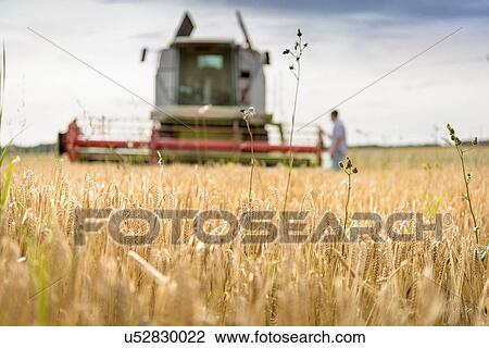 Stock Image - Farmer inspecting combine harvester in field of organic barley. Fotosearch