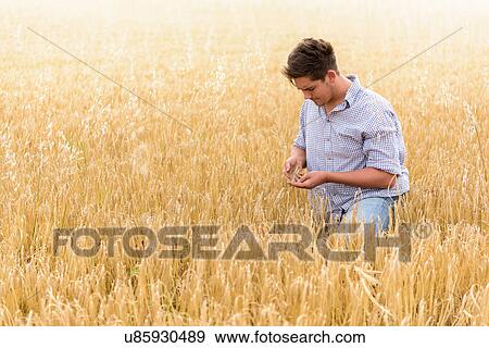 Stock Photo - Farmer inspecting crop of organic barley in field. Fotosearch
