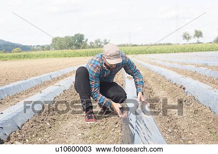 Farmer installing soil fumigation film to ploughed field View Large Photo Image Stock Image - Farmer installing soil fumigation film to ploughed field. Fotosearch