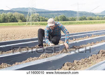 Stock Image - Farmer installing soil fumigation film to ploughed field. Fotosearch
