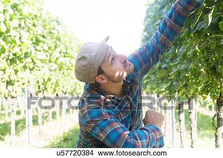 Farmer quality checking plant crop View Large Photo Image Picture - Farmer quality checking plant crop. Fotosearch