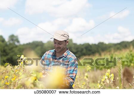 Farmer quality checking plant crop View Large Photo Image Stock Photo - Farmer quality checking plant crop. Fotosearch