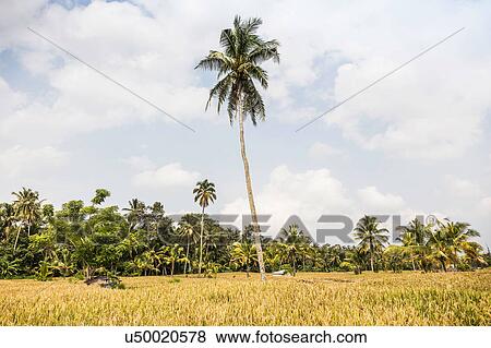 Stock Photo - Field landscape with tall palm tree, Ubud, Bali, Indonesia. Fotosearch