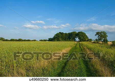 Field with pathway, Cherington, Gloucestershire, England, UK View Large Photo Image Stock Image - Field with pathway, Cherington, Gloucestershire, England, UK. Fotosearch
