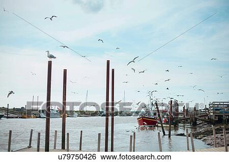 Flock of birds flying in harbour, Southwold, Suffolk, UK View Large Photo Image Stock Photograph - Flock of birds flying in harbour, Southwold, Suffolk, UK. Fotosearch
