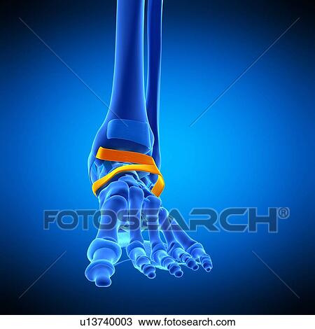 Foot ligament, illustration View Large Photo Image Stock Image - Foot ligament, illustration. Fotosearch