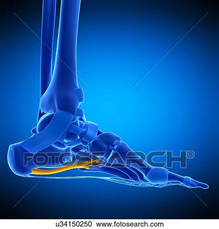 Stock Image - Foot ligament, illustration. Fotosearch