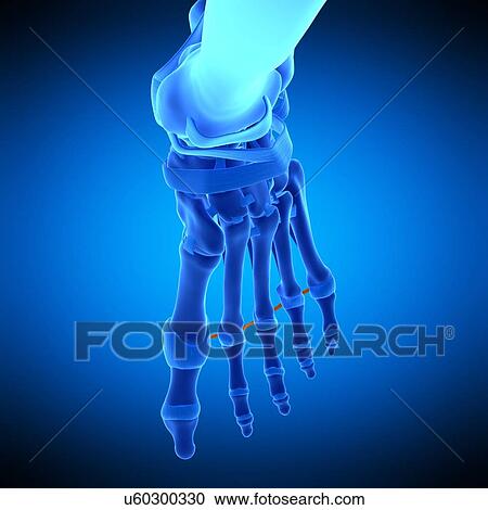 Stock Image - Foot ligament, illustration. Fotosearch