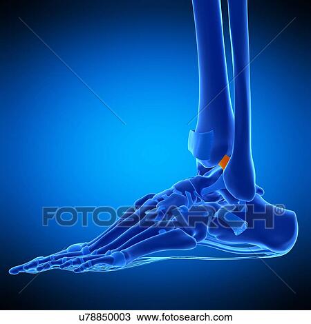 Stock Image - Foot ligament, illustration. Fotosearch