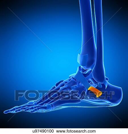 Foot ligament, illustration View Large Photo Image Stock Image - Foot ligament, illustration. Fotosearch