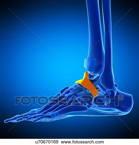 Foot ligament, illustration View Large Photo Image Stock Photo - Foot ligament, illustration. Fotosearch