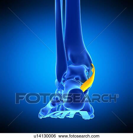 Stock Photograph - Foot ligament, illustration. Fotosearch