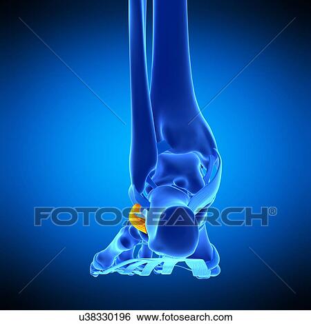 Foot ligament, illustration View Large Photo Image Stock Photograph - Foot ligament, illustration. Fotosearch