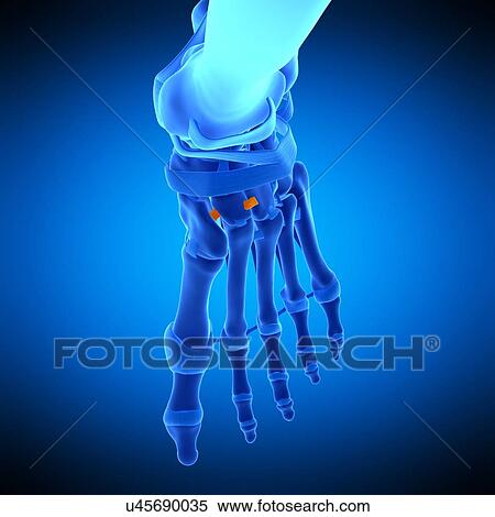 Stock Photography - Foot ligament, illustration. Fotosearch