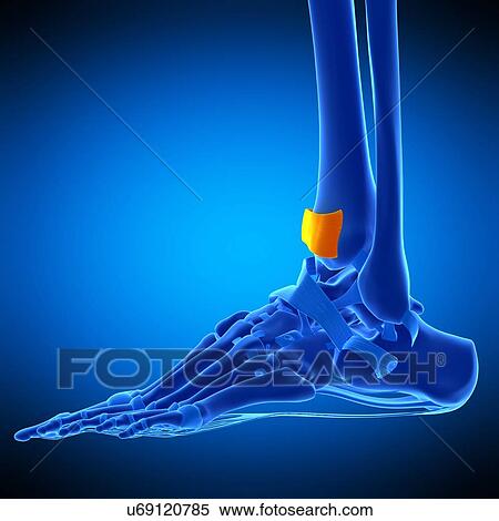 Stock Photography - Foot ligament, illustration. Fotosearch