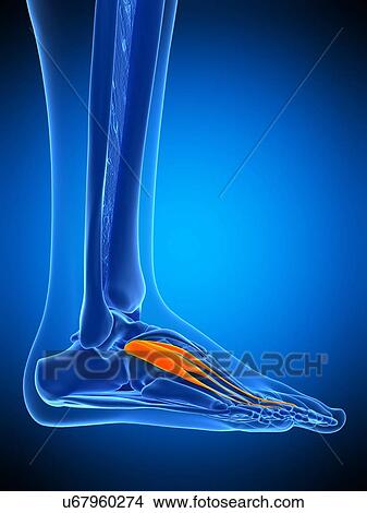 Foot muscle, illustration View Large Photo Image Picture - Foot muscle, illustration. Fotosearch