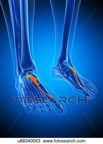 Stock Image - Foot muscle, illustration. Fotosearch