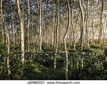 Stock Image - Forest view, Wana Giri, Bali, Indonesia. Fotosearch