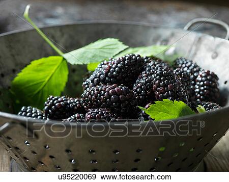 Stock Photo - Fresh organic fruit, blackberries in colander with green leaves. Fotosearch