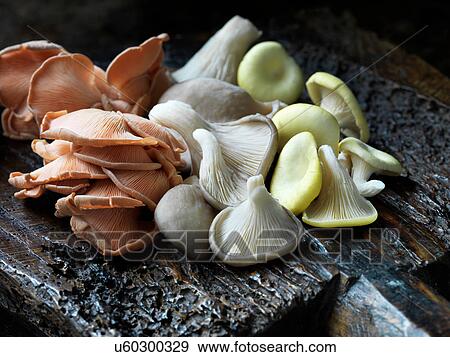 Stock Photo - Fresh organic mixed oyster mushrooms. Fotosearch